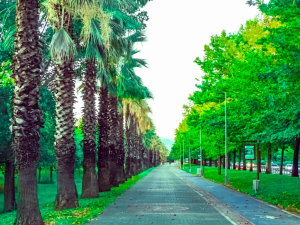 basiskele-yuruyusyolu / 9582