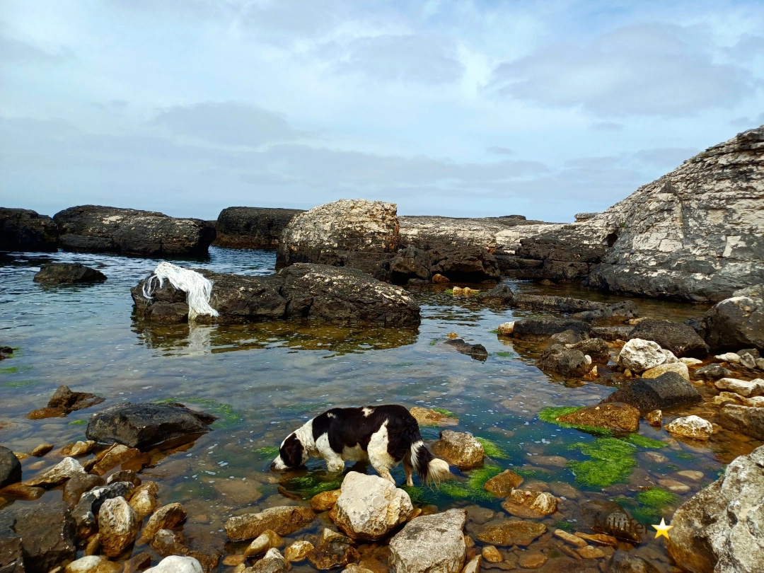 kandira-bagirganli-sahil / 15256