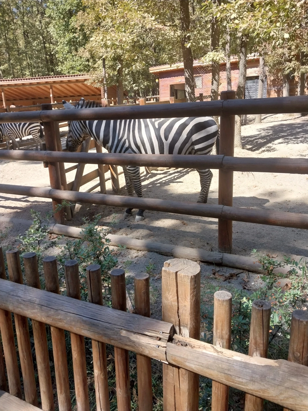 zebra-ormanya / 9912
