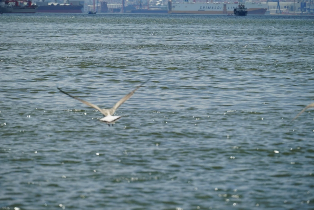 izmit-kocaeli-sahil-deniz-orduevi-izmitcarsi-kolordu-sekapark-heykel-basiskele-yuvacik / 4564