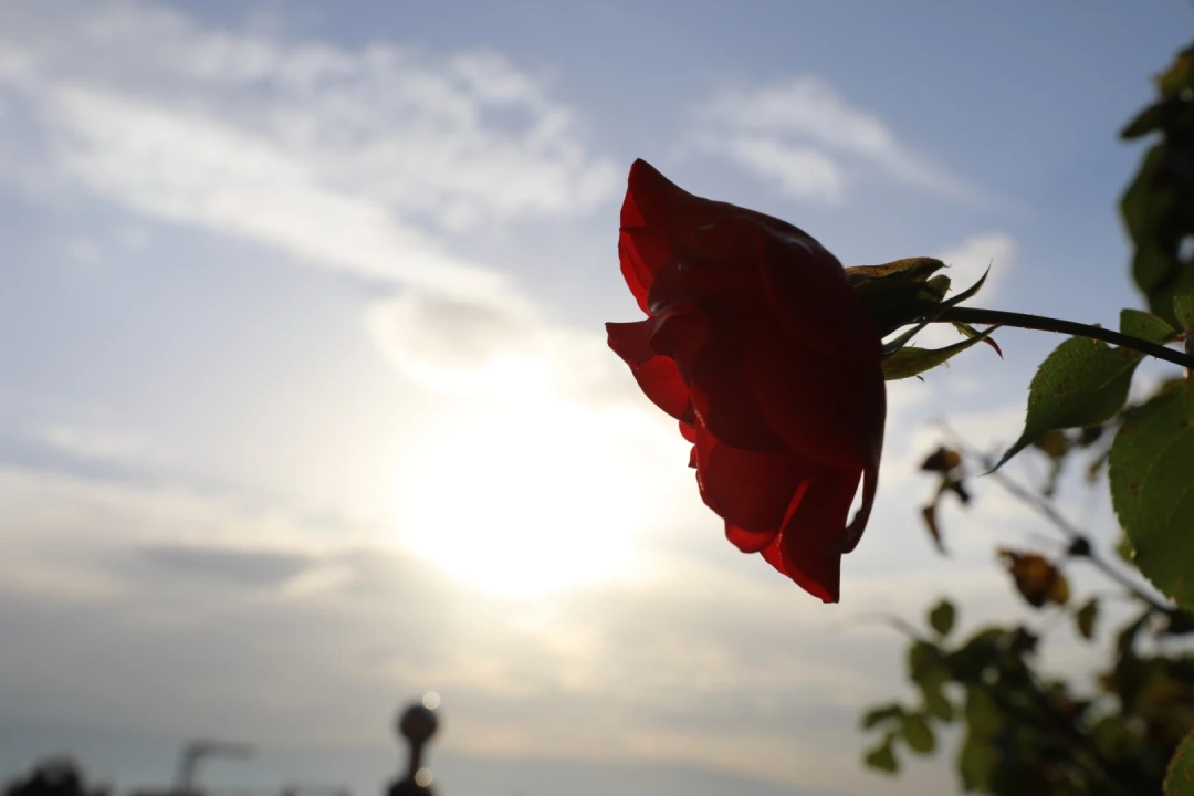 mutlusehirkocaeli / 1220