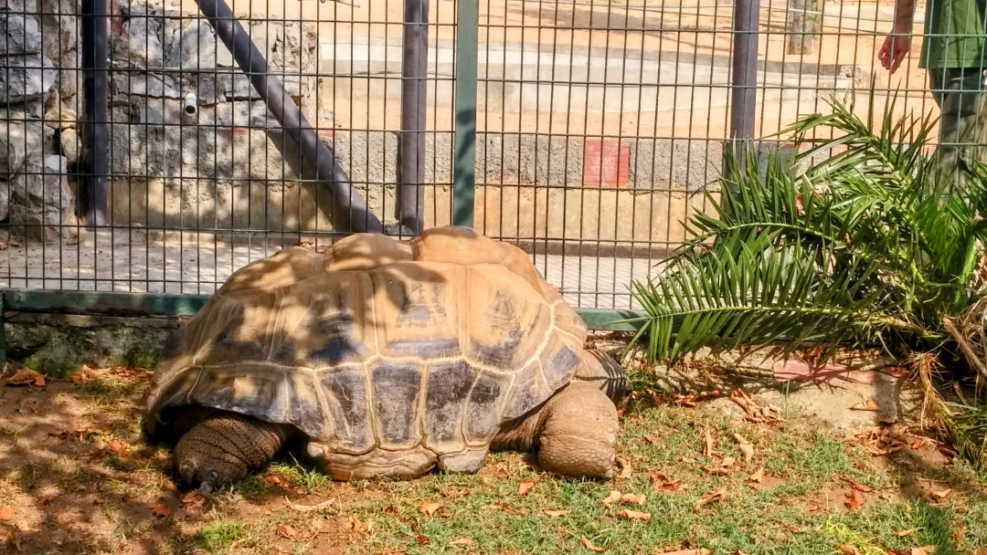 tosbag-darica-zoo / 6164