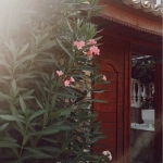Dyigit