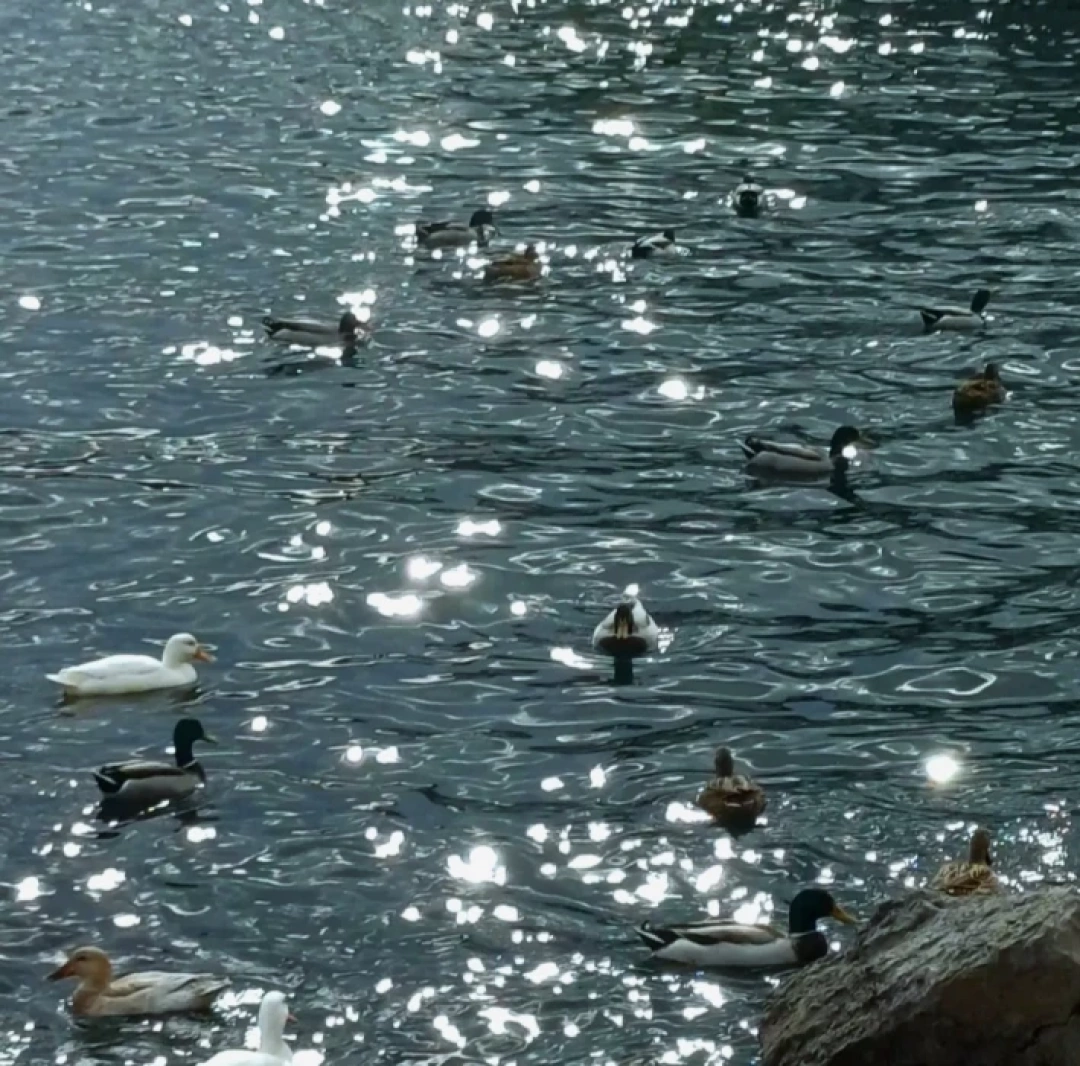 60-evler-sahil-kocaeli / 10564