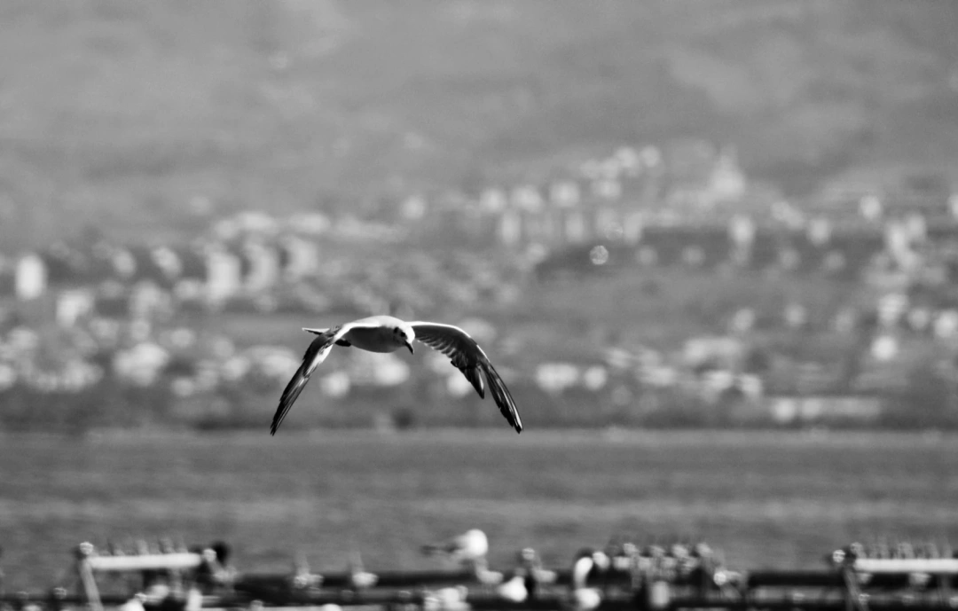 kus-misali-sekapark-kus-marina-siyahbeyaz / 529