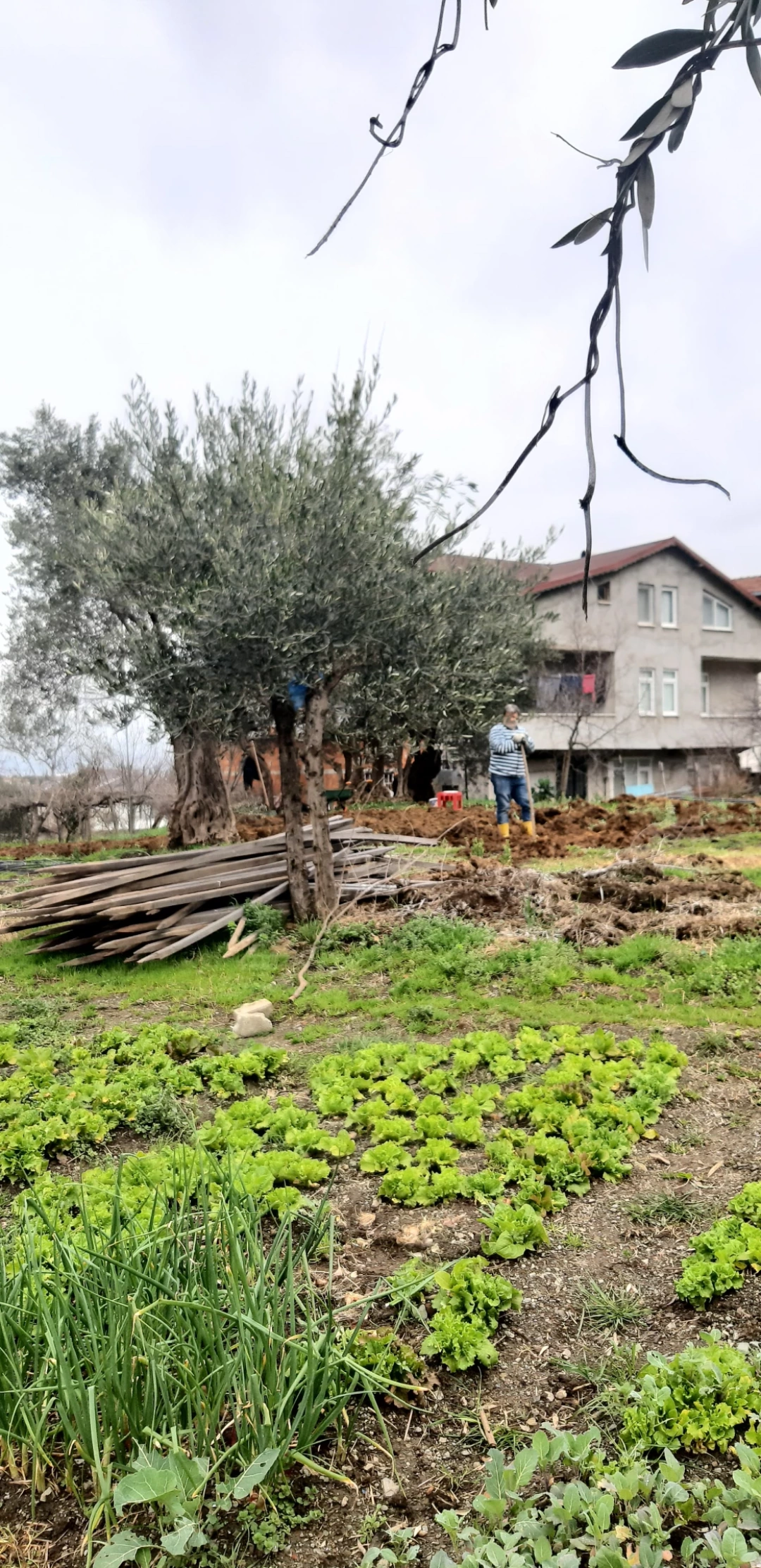 ciftci-saraylikoyu / 11973