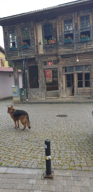 golcuk-sarayli-koyu / 13055