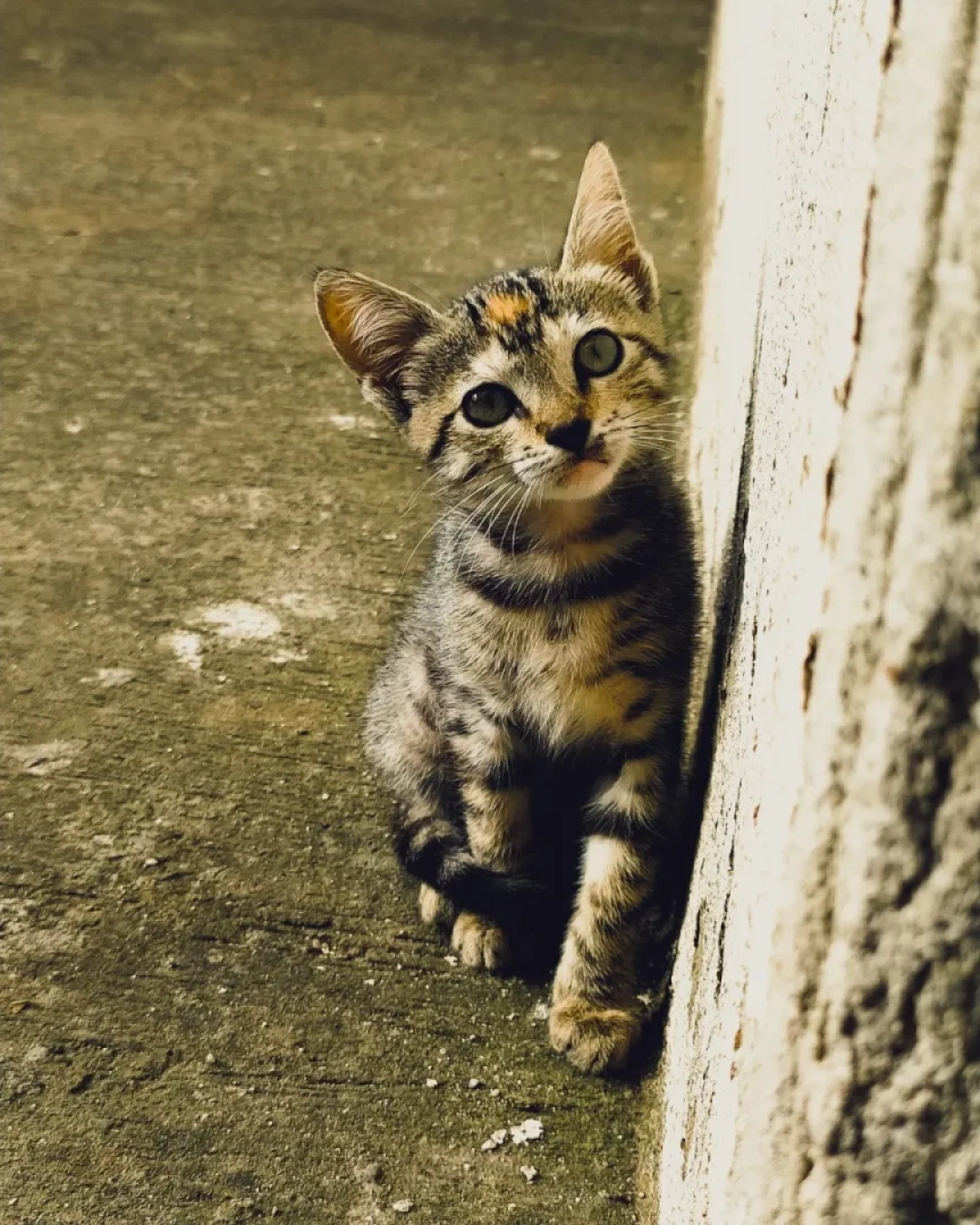 kocaeli-cat-animal / 16303