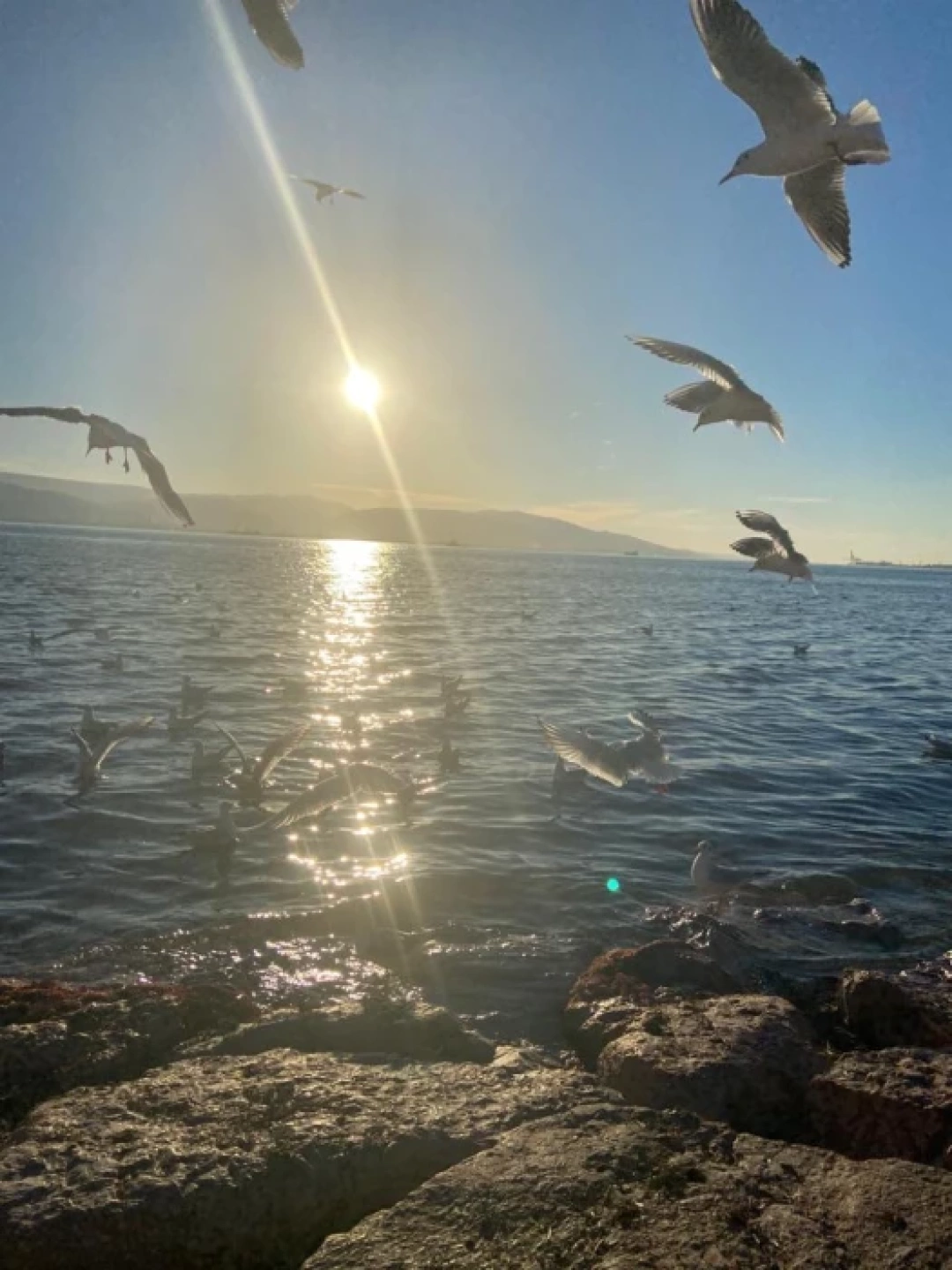 izmit-kocaeli-izmitsahil-sahil-martilar-marti-sevdamizkocaeli-kandira / 3491