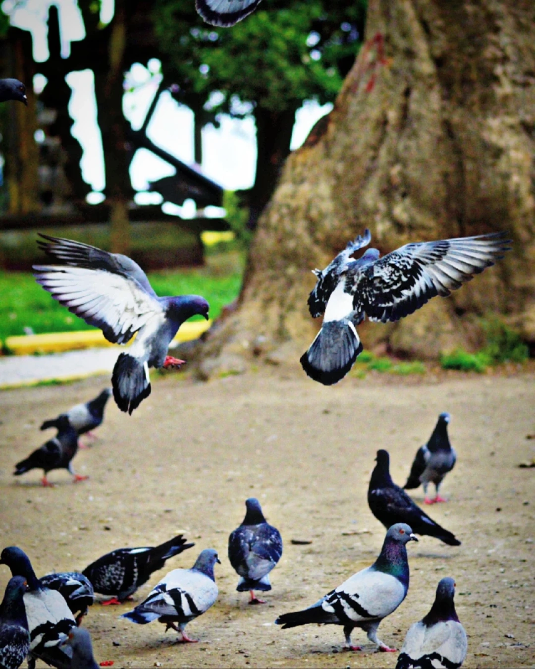 degirmendere / 12447