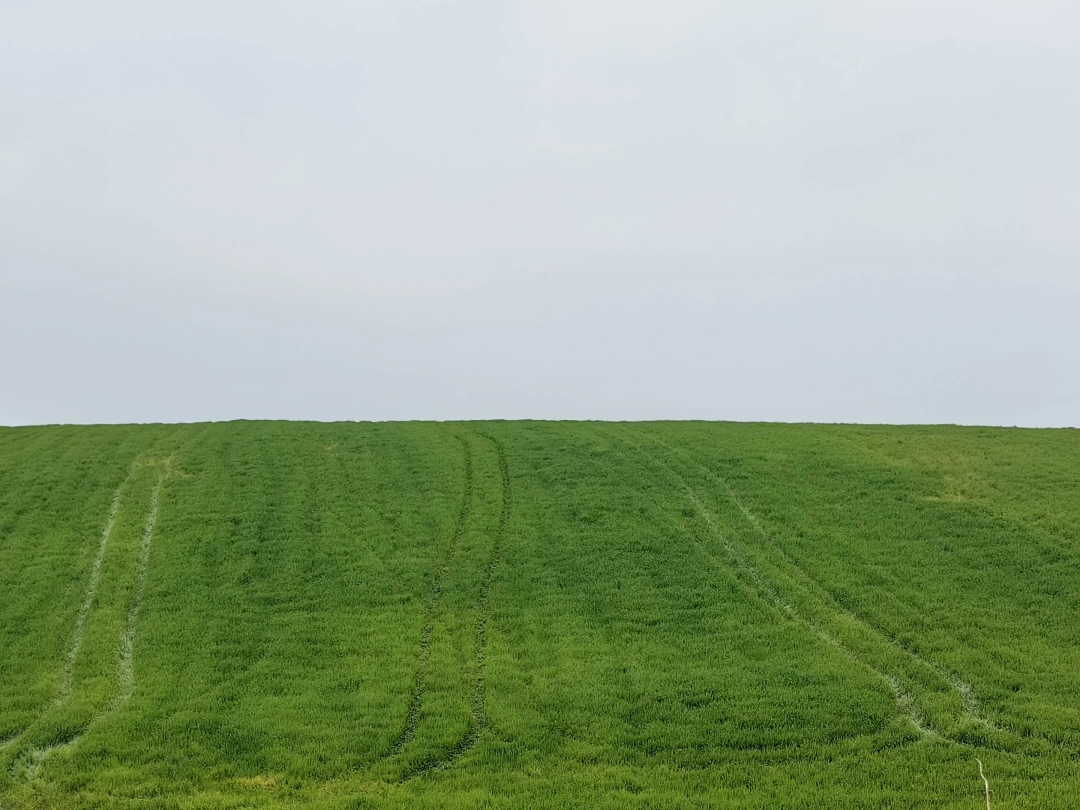 windows-yesillik / 15288
