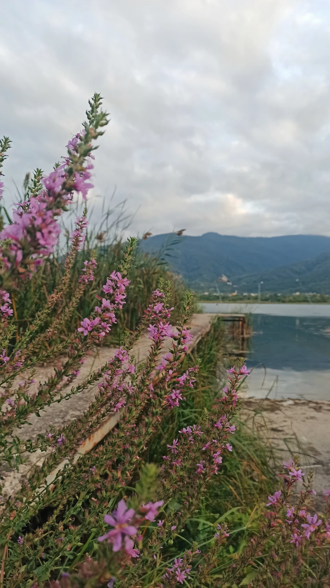 sapancagolu-sekakamp-kartepe / 9988