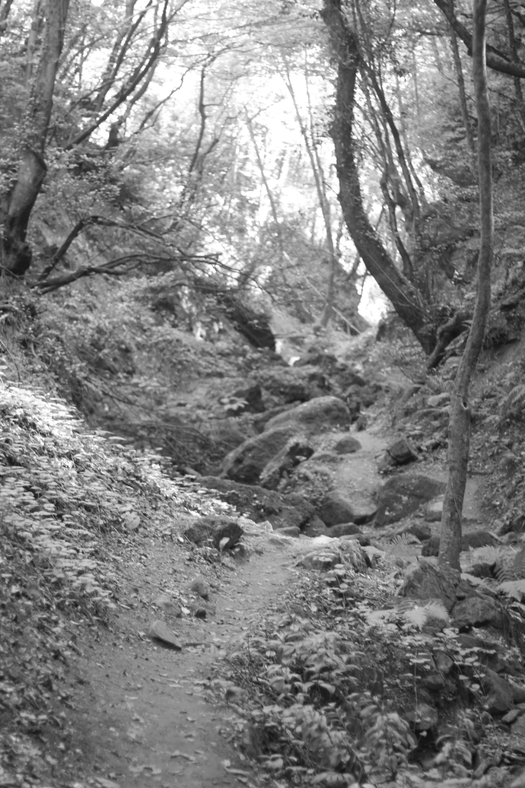 f18-1100s-iso800-50mm-orman-blackwhite-siyahbeyaz-monokrom-yuruyus-spor-sevdamizkocaeli / 5488