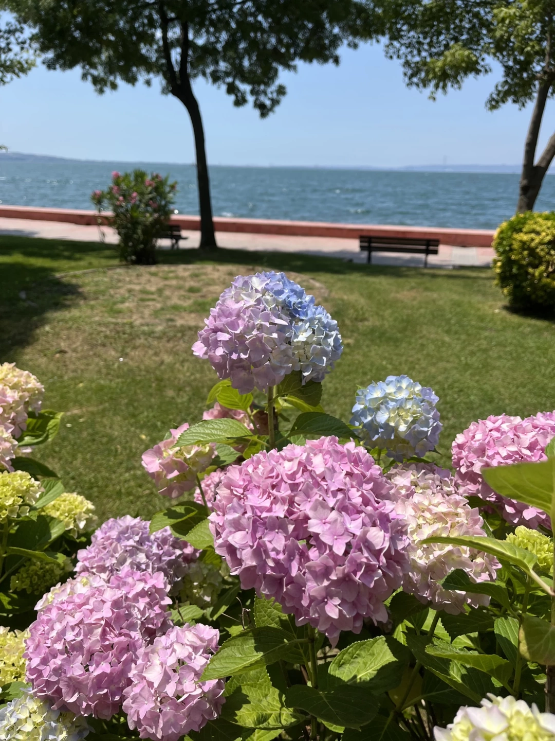 denize-karsi-karamursel-ortanca-kocaeli / 386