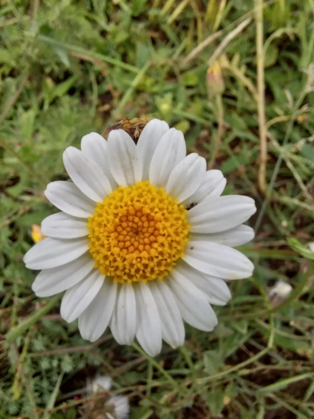 papatya-cicek / 15642