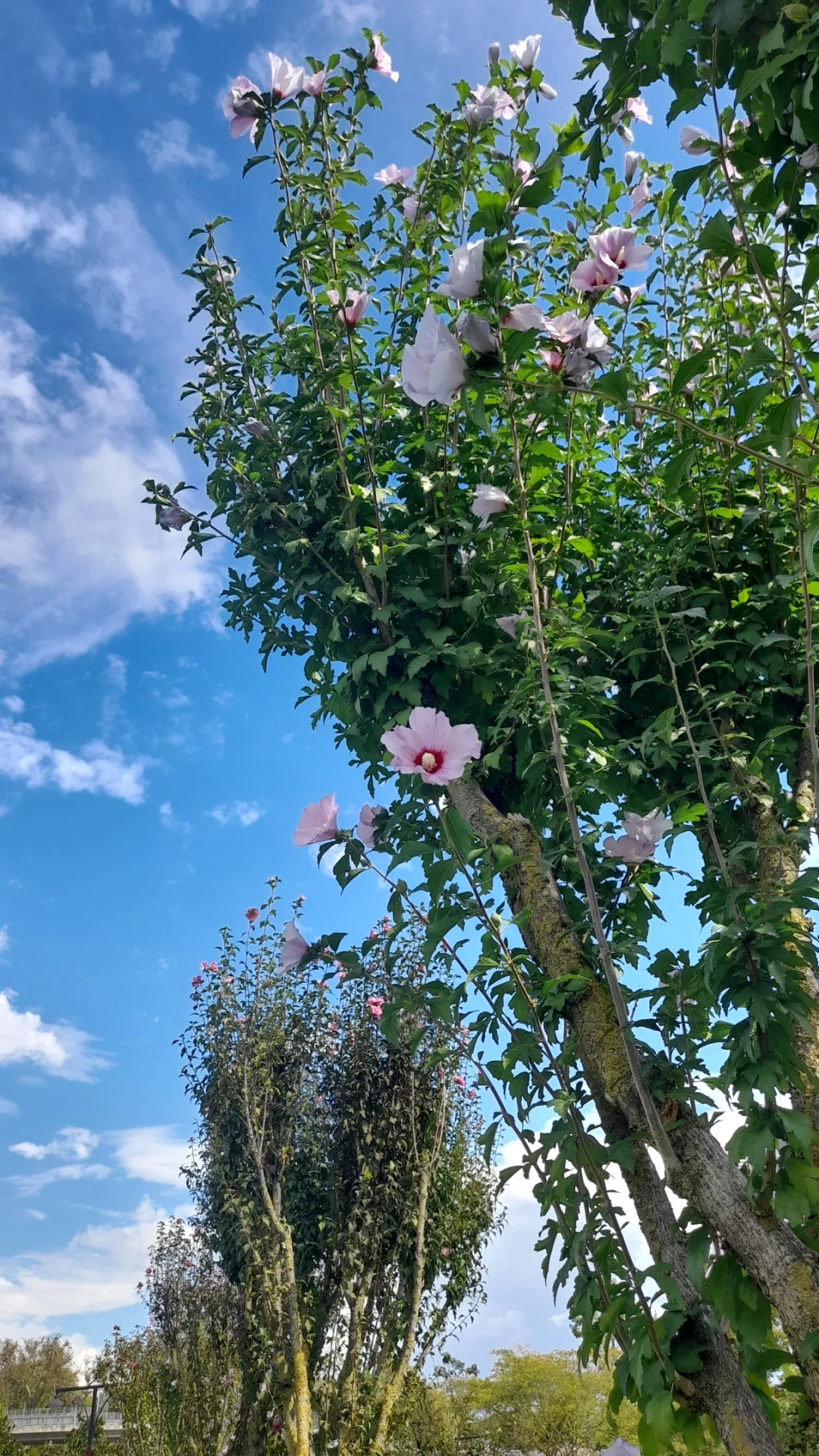 izmit-kocaeli-sekapark / 15986