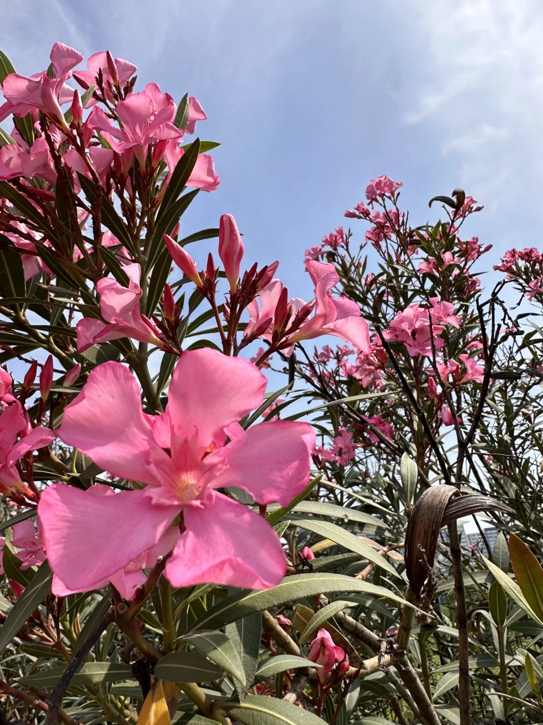 zakkum-kocaeli-yahyakaptan-cicek-bahar-yaz / 3119