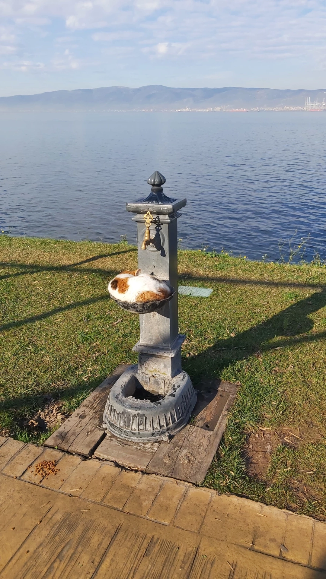 su-seven-kedi / 16519