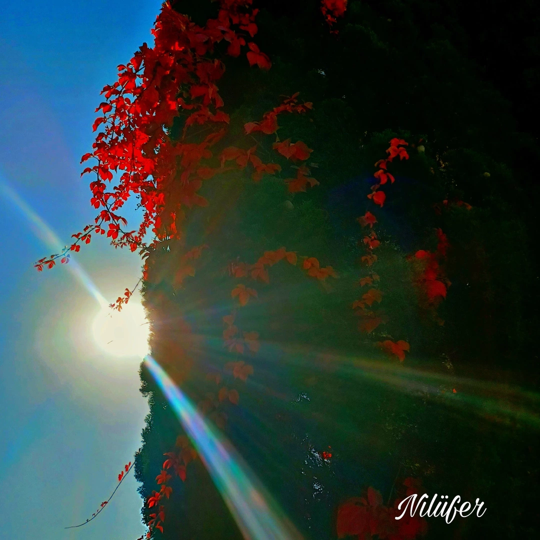 derince-kocaeli / 16263