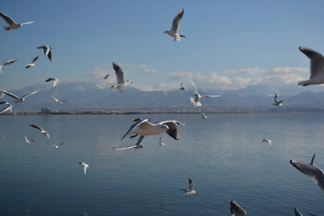 kartepe / 8919