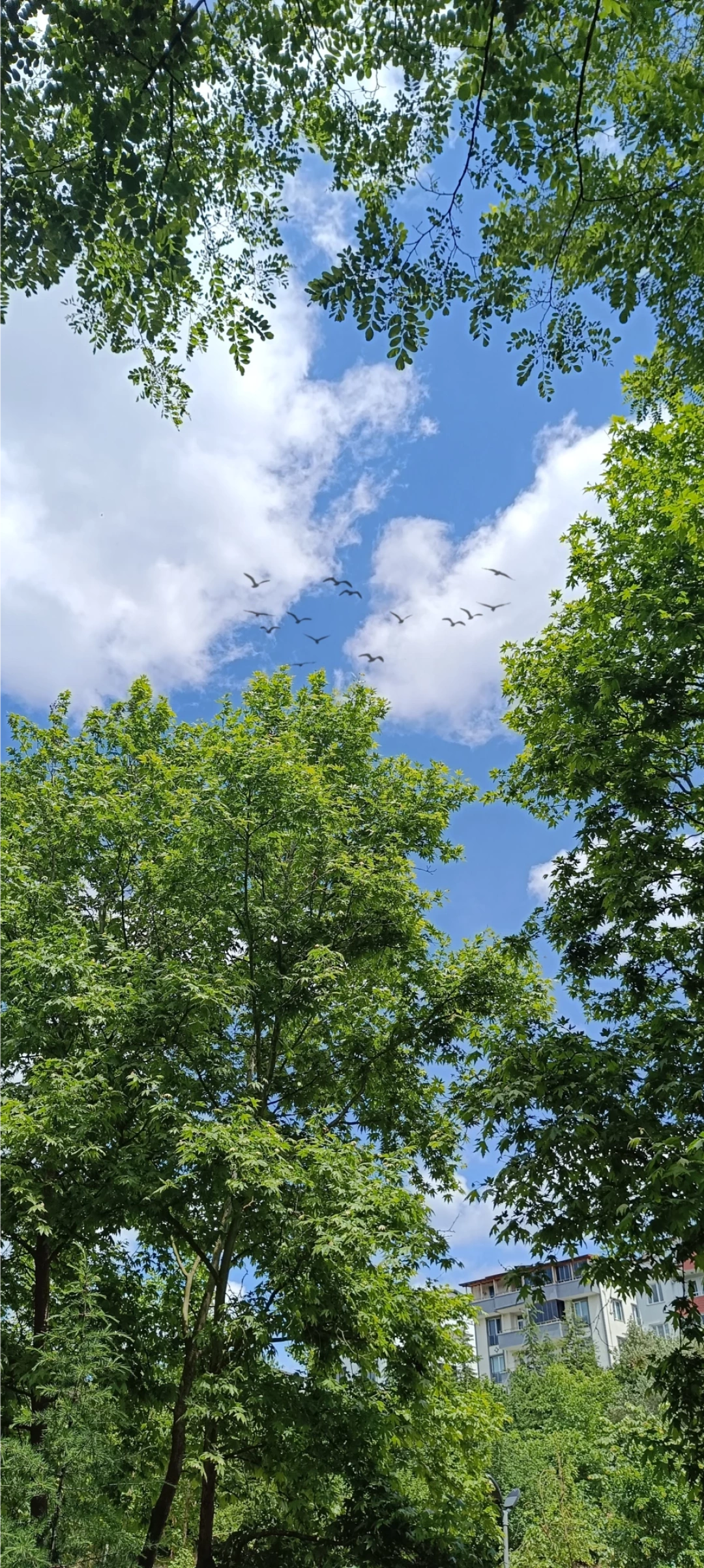 mesire-alanigokyuzu / 13070