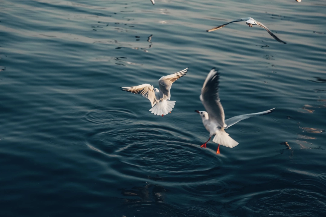 marina-martilari / 6426