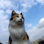 Muhammetkosoglu41