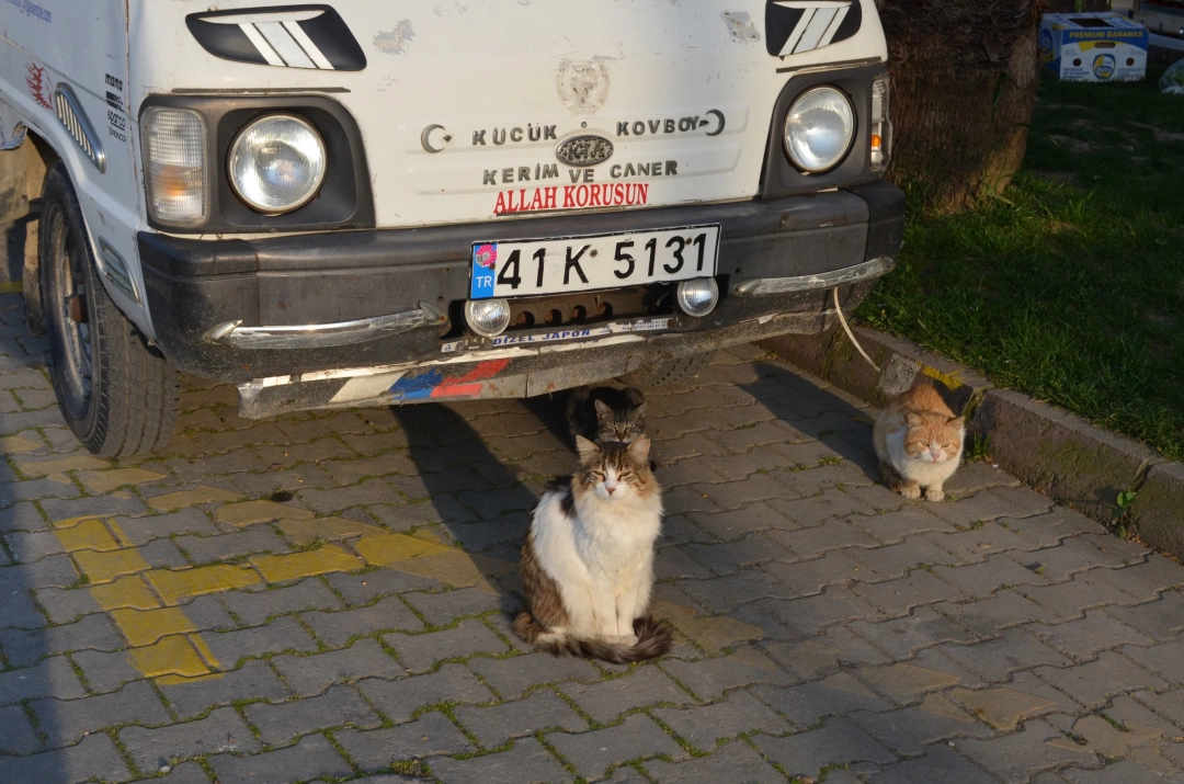 rizik-beklerken-karamursel-kedi-balik / 5432