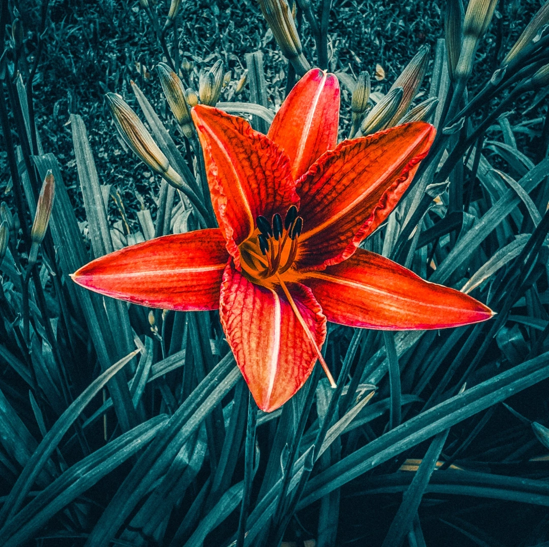 izmit-kocaeli-cicek / 2681