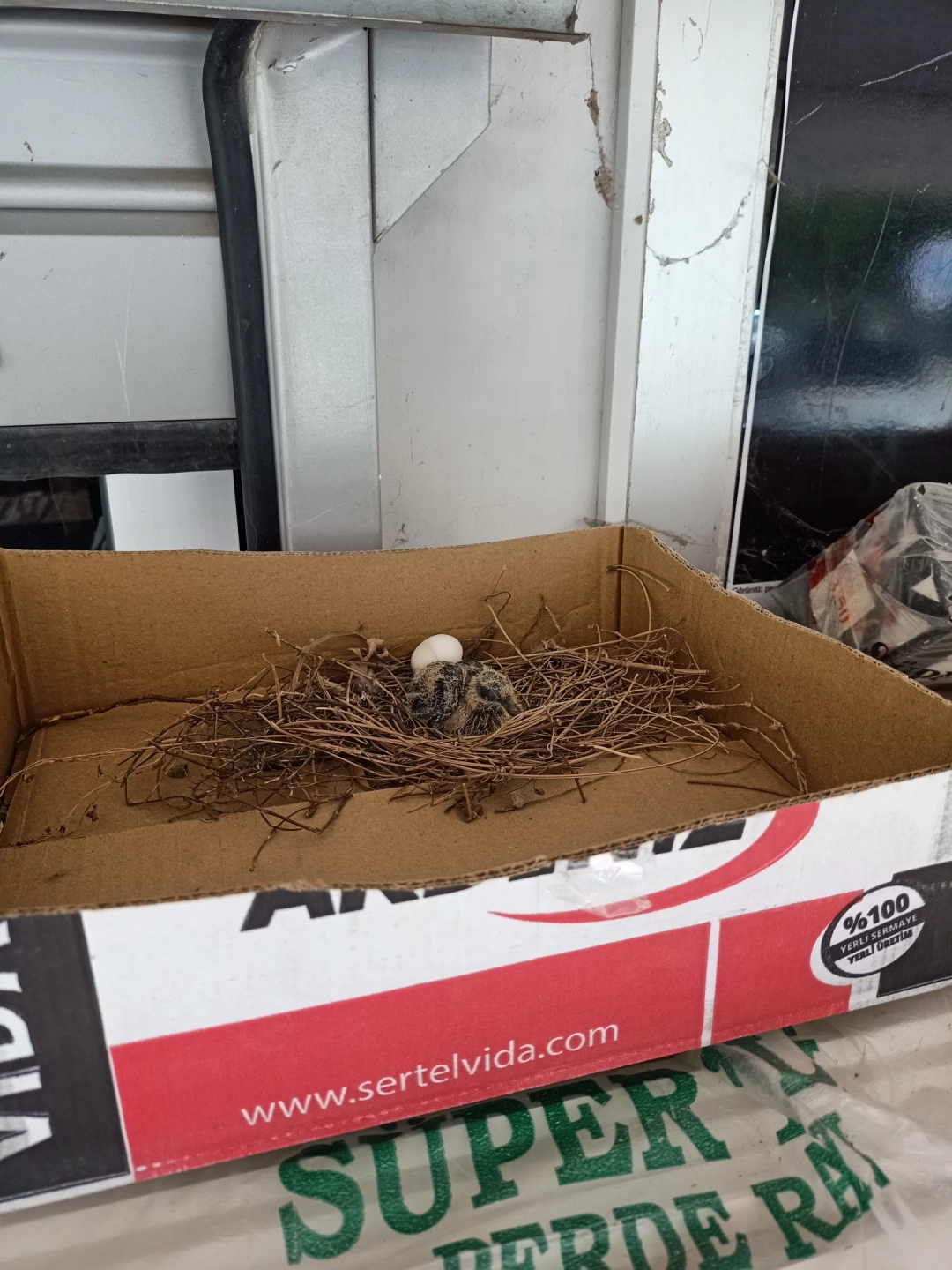 kocaeli-li-olacak-kumru / 14581