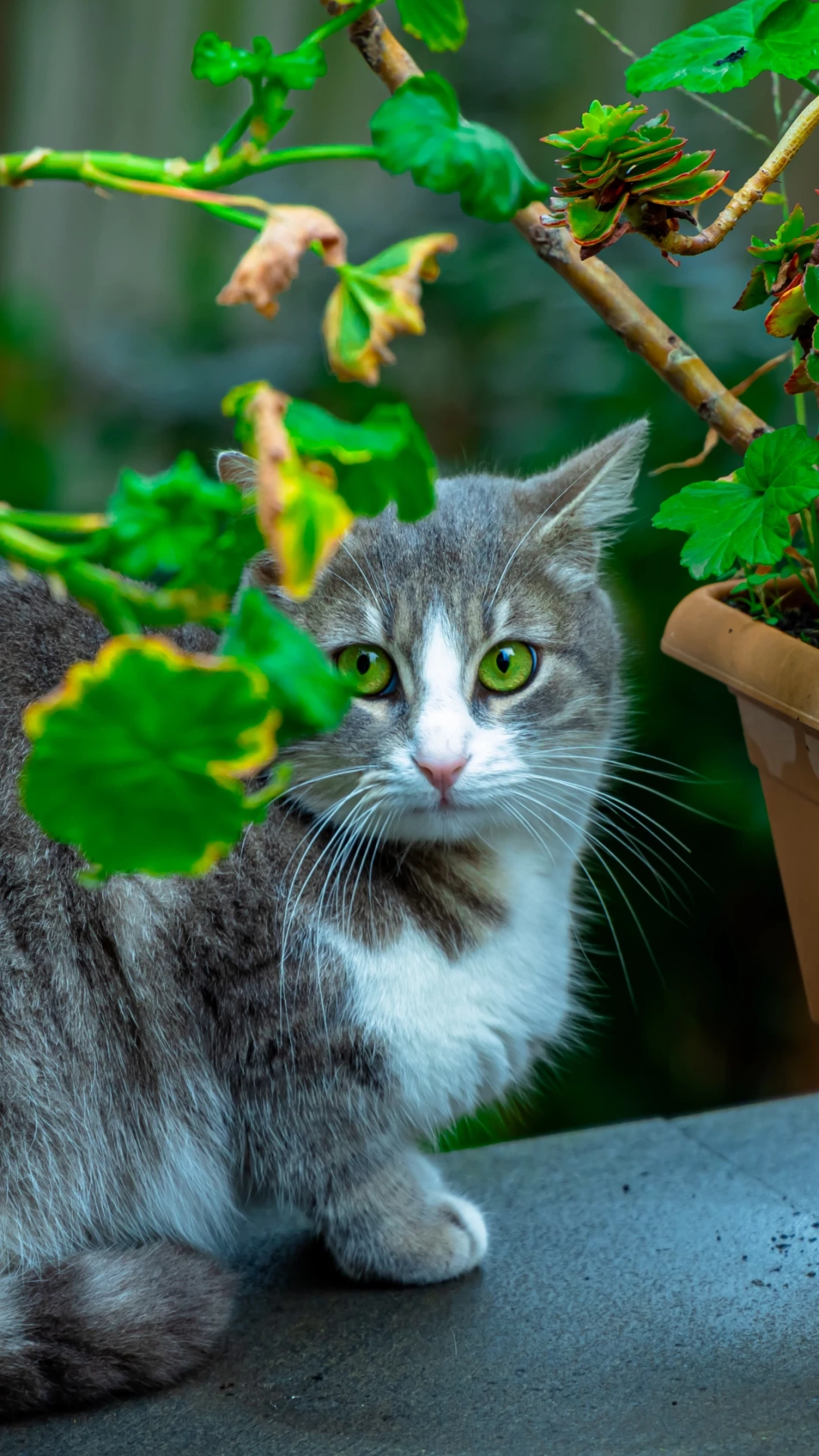kapancasokak-kedi-yesilgozler / 16372