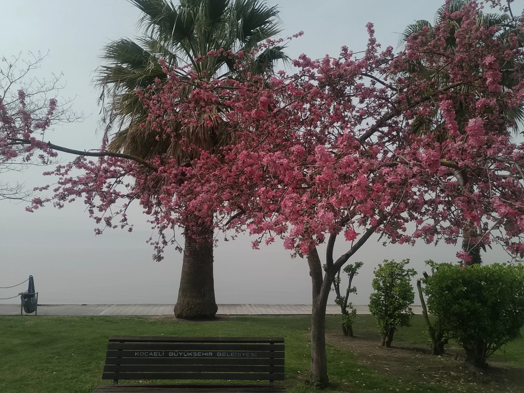at-izmit-marina-sahili / 16072