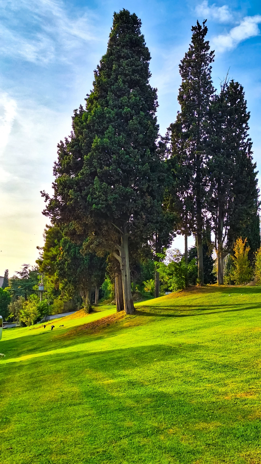 darica-millet-bahcesi-selvi-agac / 16410