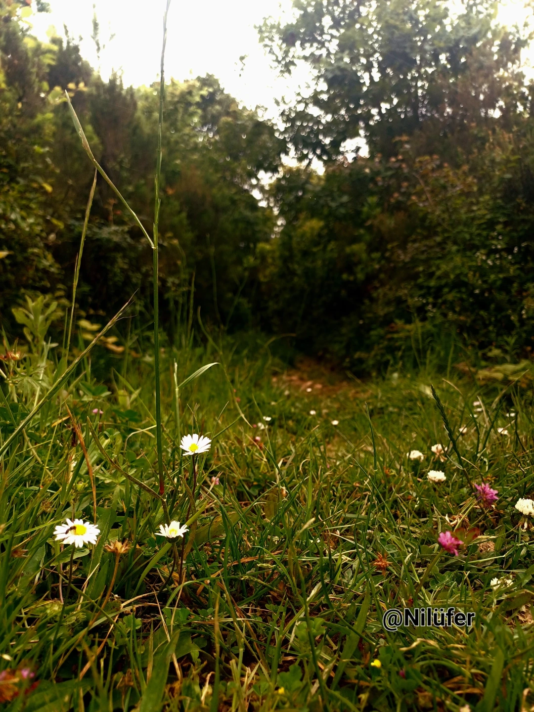 kandira-bagirganli-koyu / 15254