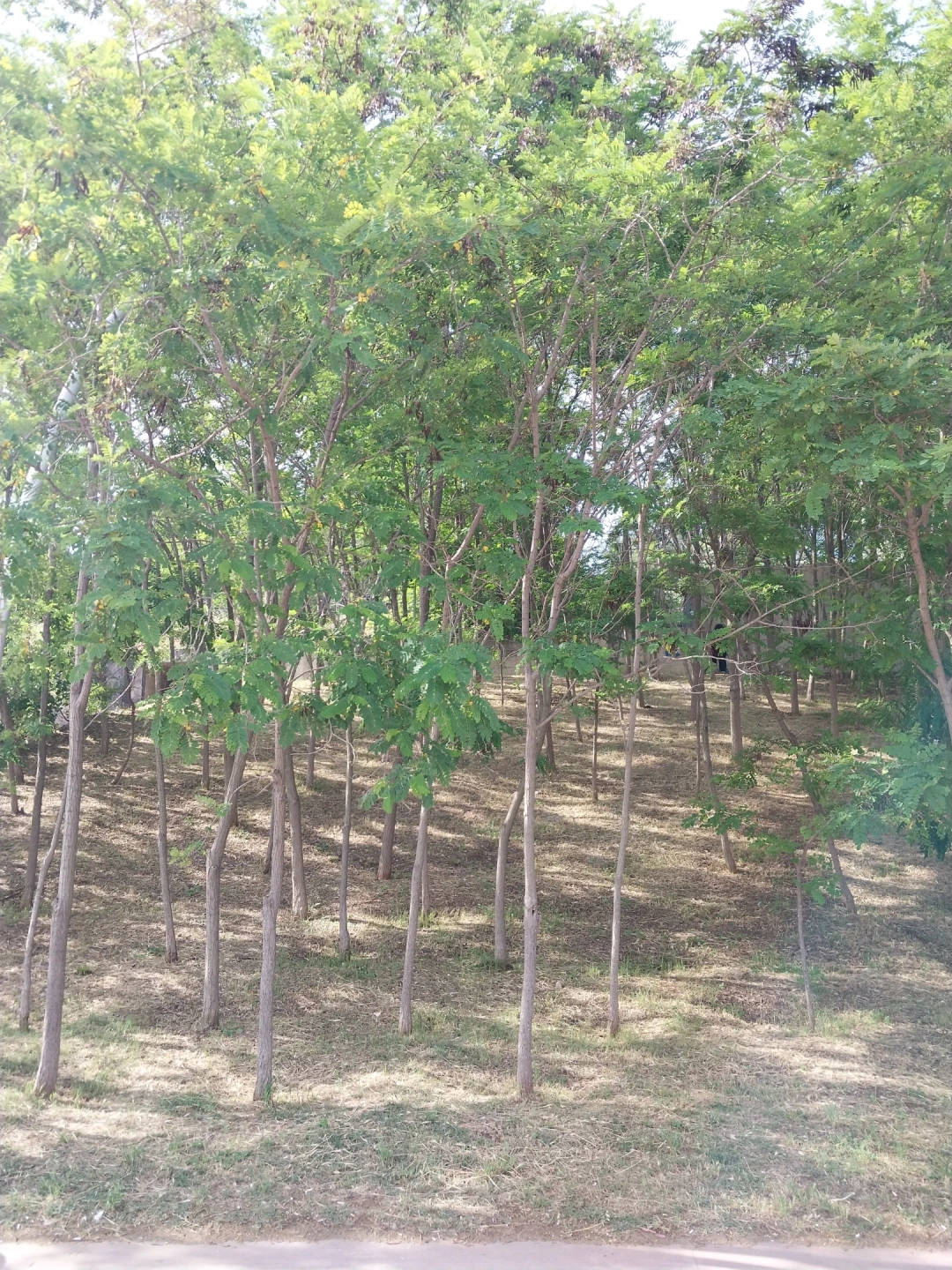 harikalardahili / 14054