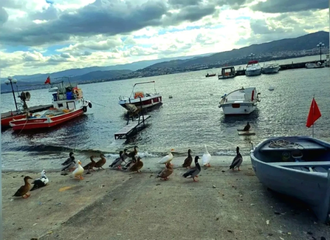 60-evler-sahil-derince-kocaeli / 10554