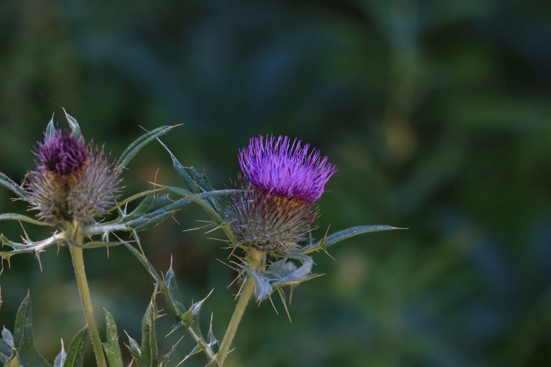 sevdamizkocaeli / 2698