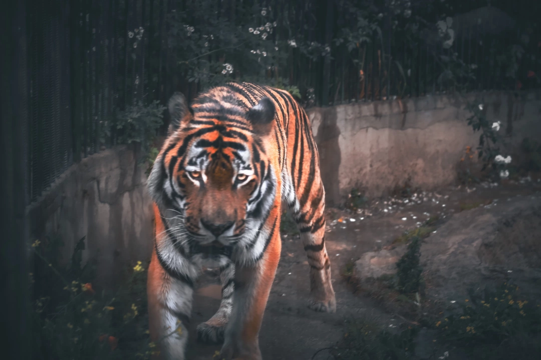 darica-hayvanat-bahcesi / 698