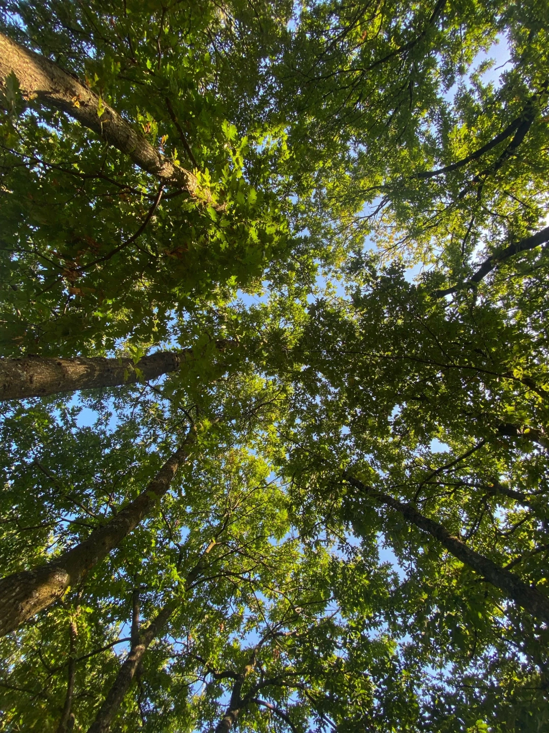 kadirga-golcuk / 15639