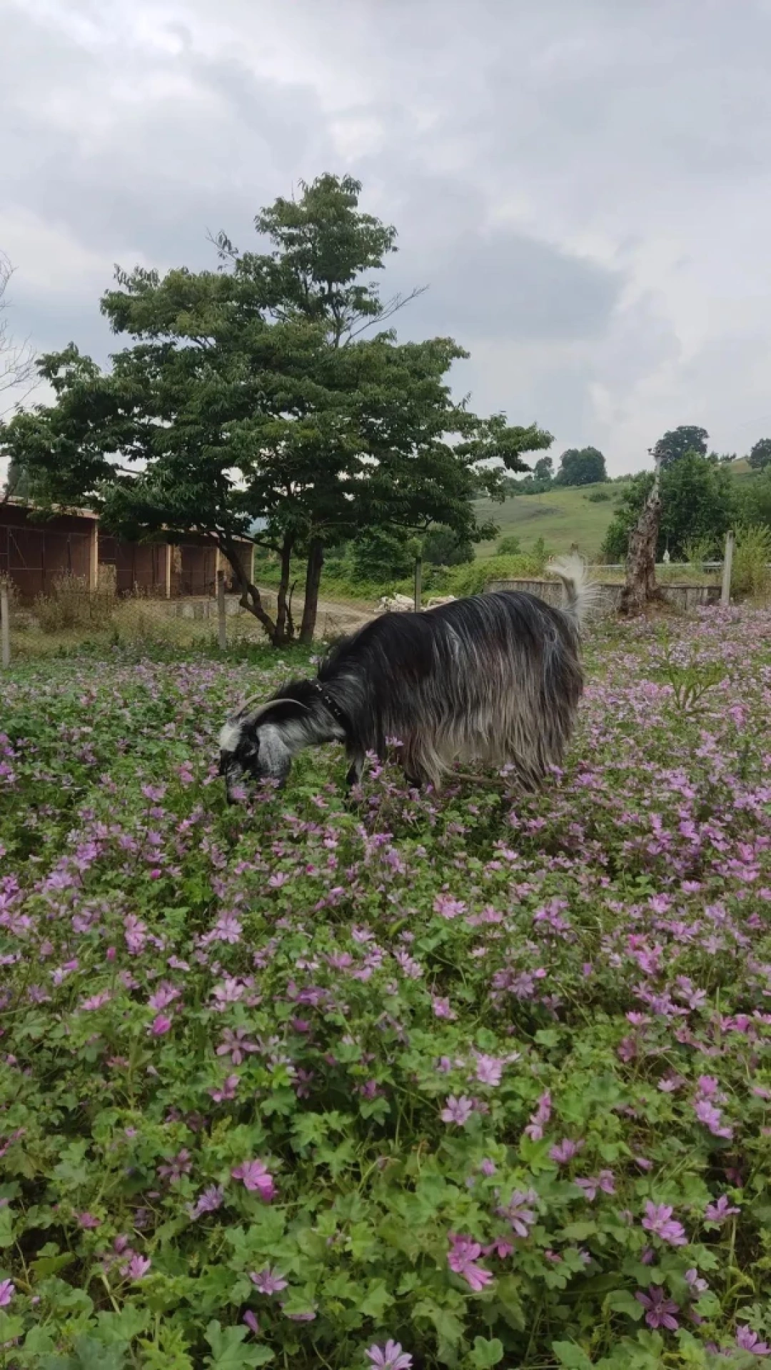 karamursel-kizderbent-ciftlik-doga / 13939