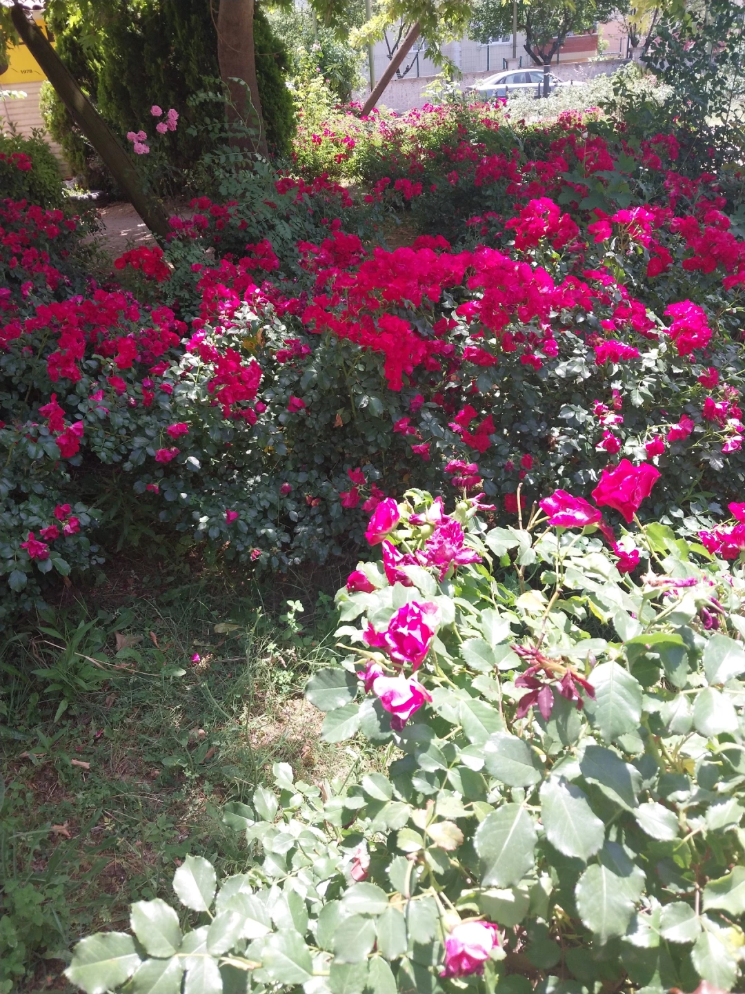 derinceyenikent-muhsinyazicioglugulbahcesi / 14839