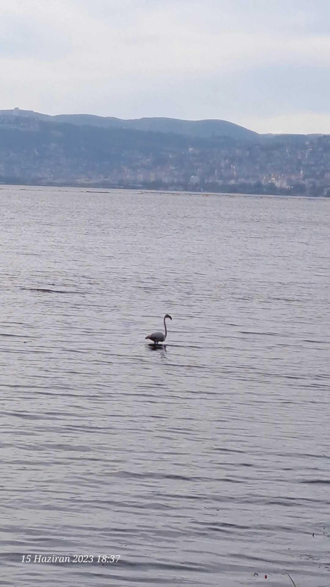 basiskele-sahili-flamingo / 1583