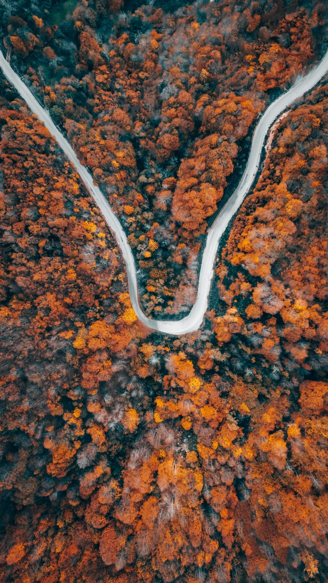 drone-ile-sonbahar-tonlari / 6495