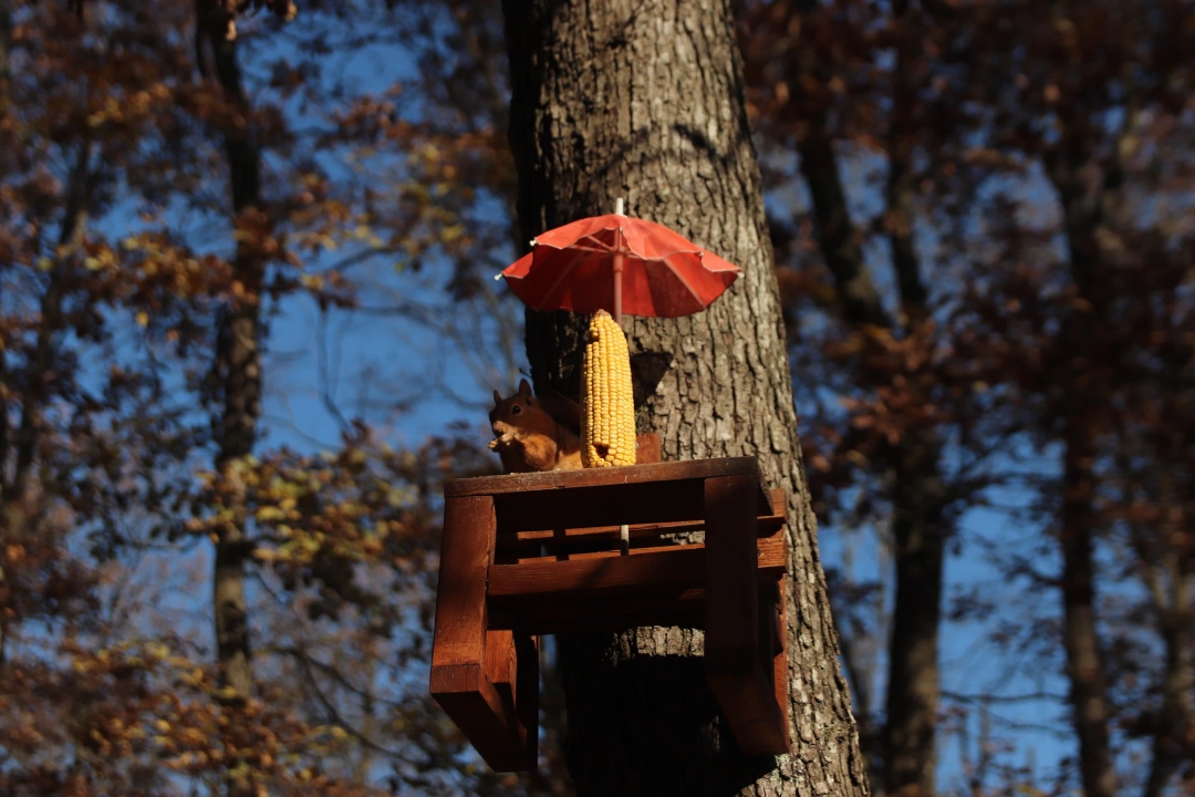 ormanya-izmittesonbahar-doga-sincap-sonbaharrenkleri / 16307