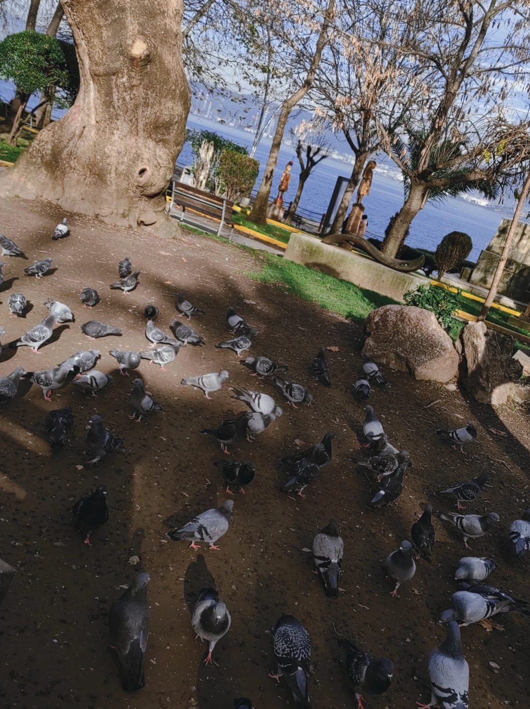 birds-cinarlikmeydani / 8507