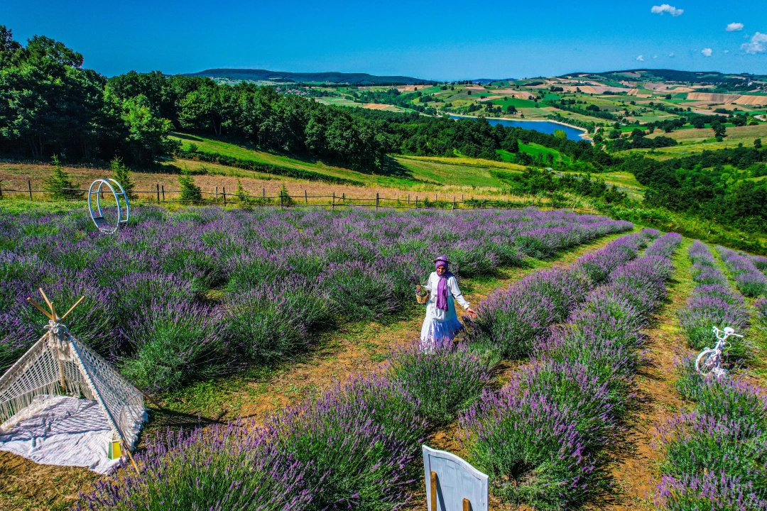 kocaeli-lavanta-bahcesi-at-lavanta-at-kocaeli / 5607