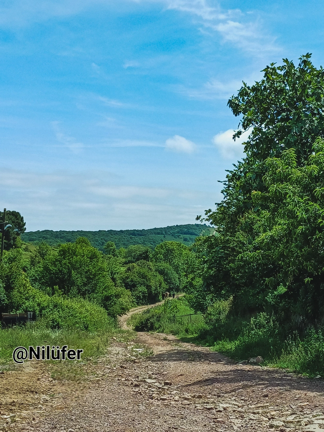 kandira-bagirganli-koyu / 15251