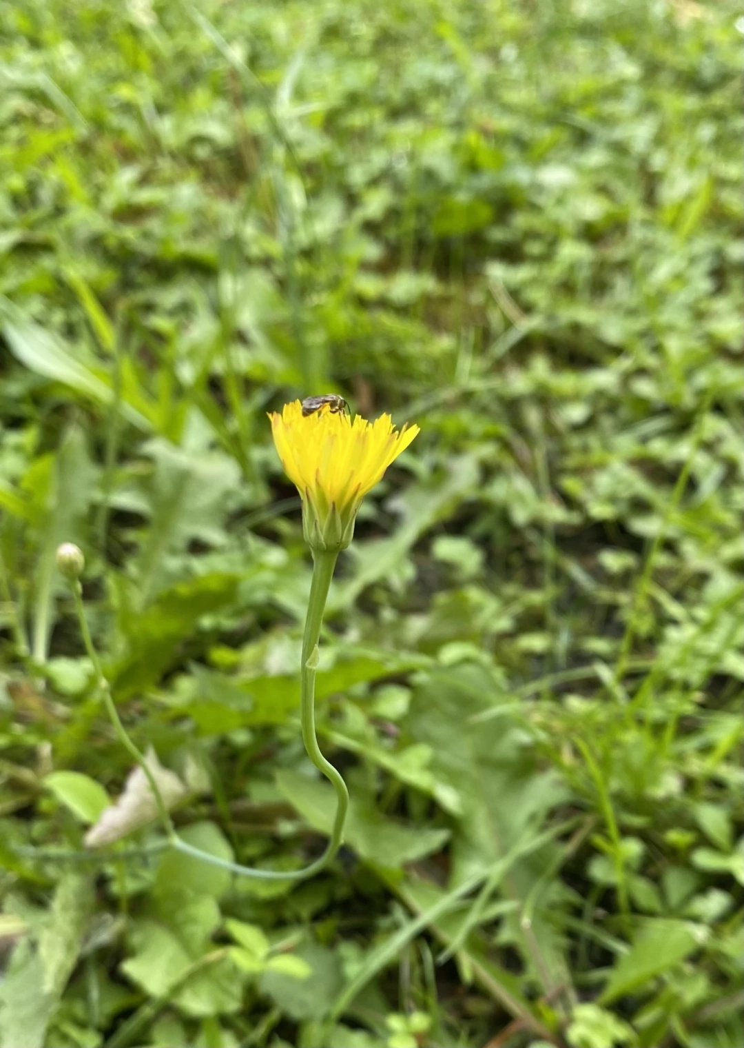 arifuarkocaeli / 951