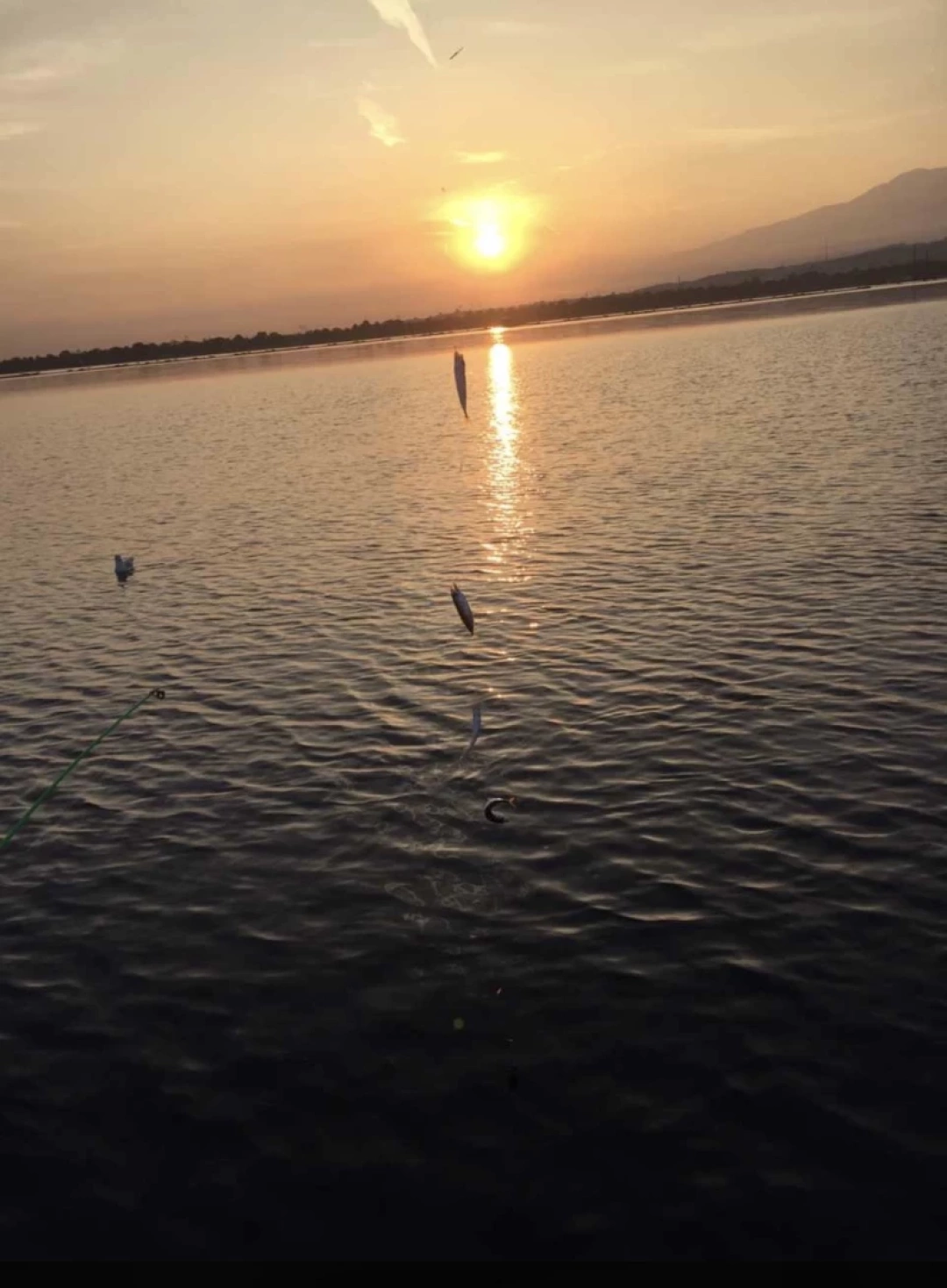 basiskelesahil-balik / 6582