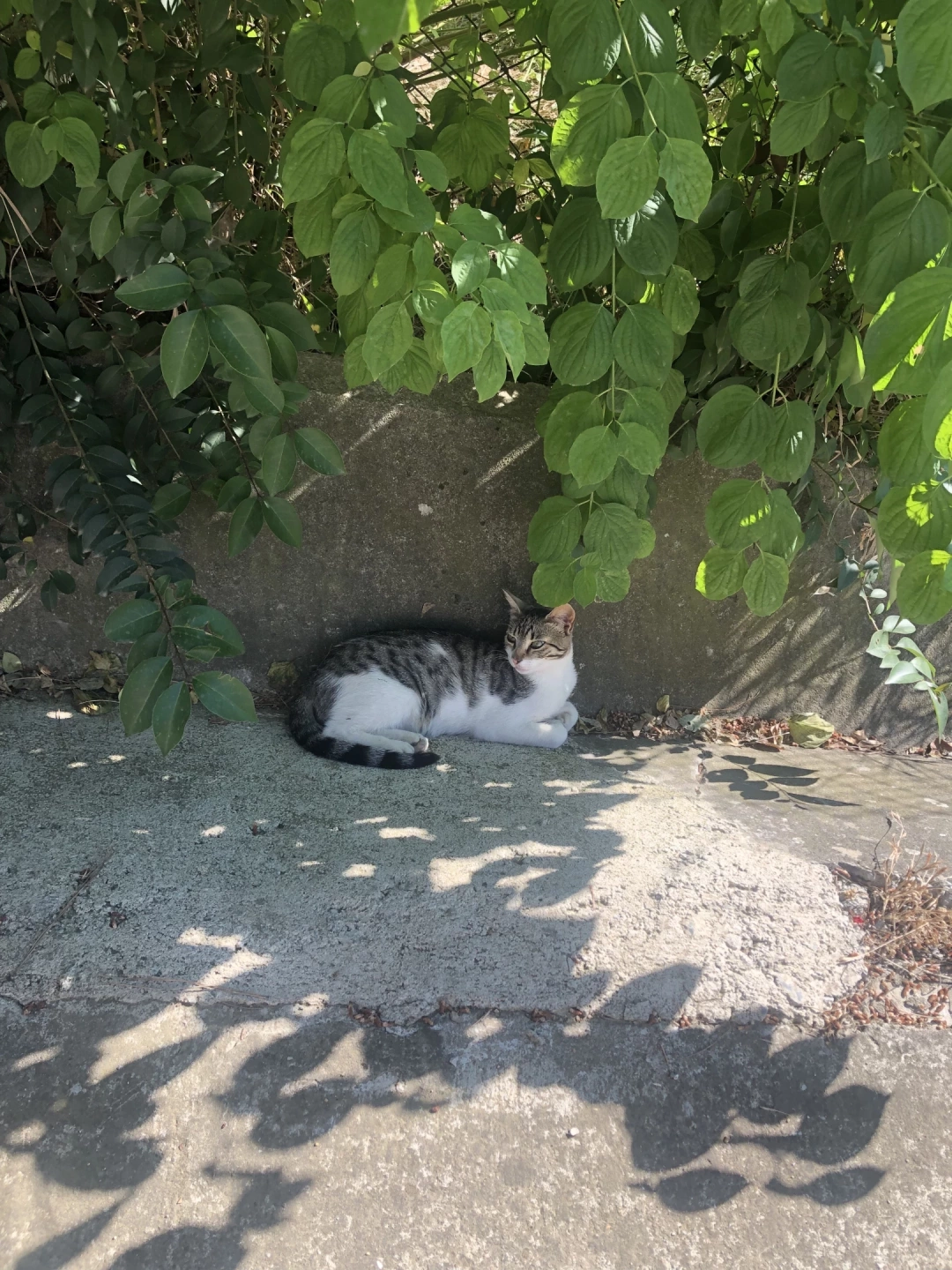 golgeci-kedi / 15838